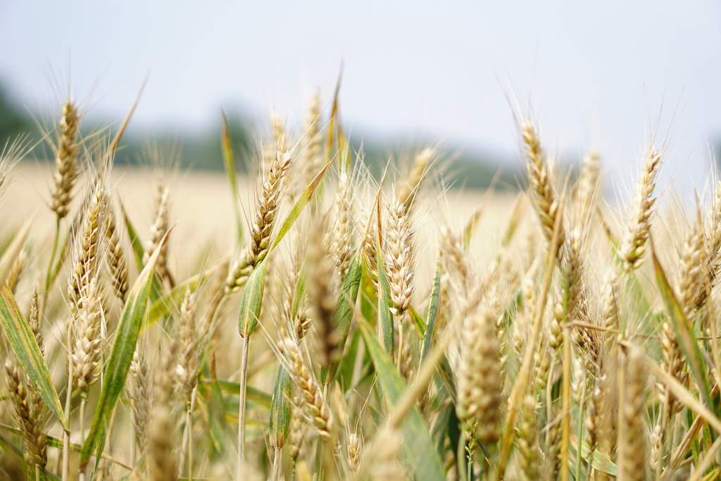 Glyphosate in Cereal: Weed Killer for Breakfast? 